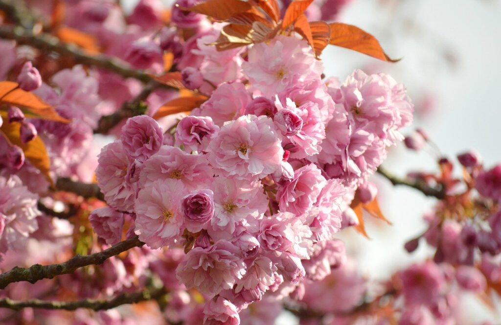 flower, cherry blossoms, blooms-7958117.jpg