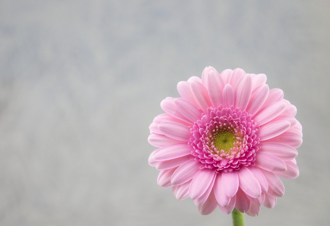 flower, gerbera, bloom-7955286.jpg